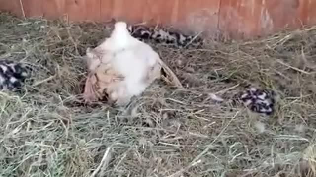 Amanda Grace Talks..3 Ducks & A Cat!!! & Cuddles Shows Off!