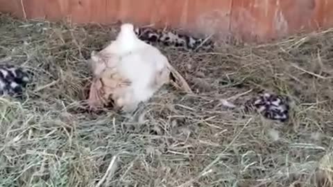 Amanda Grace Talks..3 Ducks & A Cat!!! & Cuddles Shows Off!