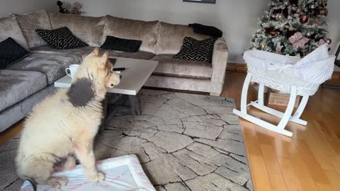 Curious Dog And Cat Bond With Newborn Baby! He Rocks Him To Sleep! (Cutest Ever!!)