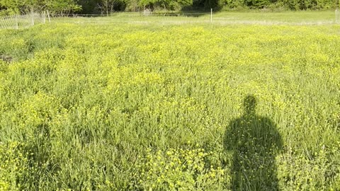 Using Sheep to Manage Yellow Buttercup “Weeds”