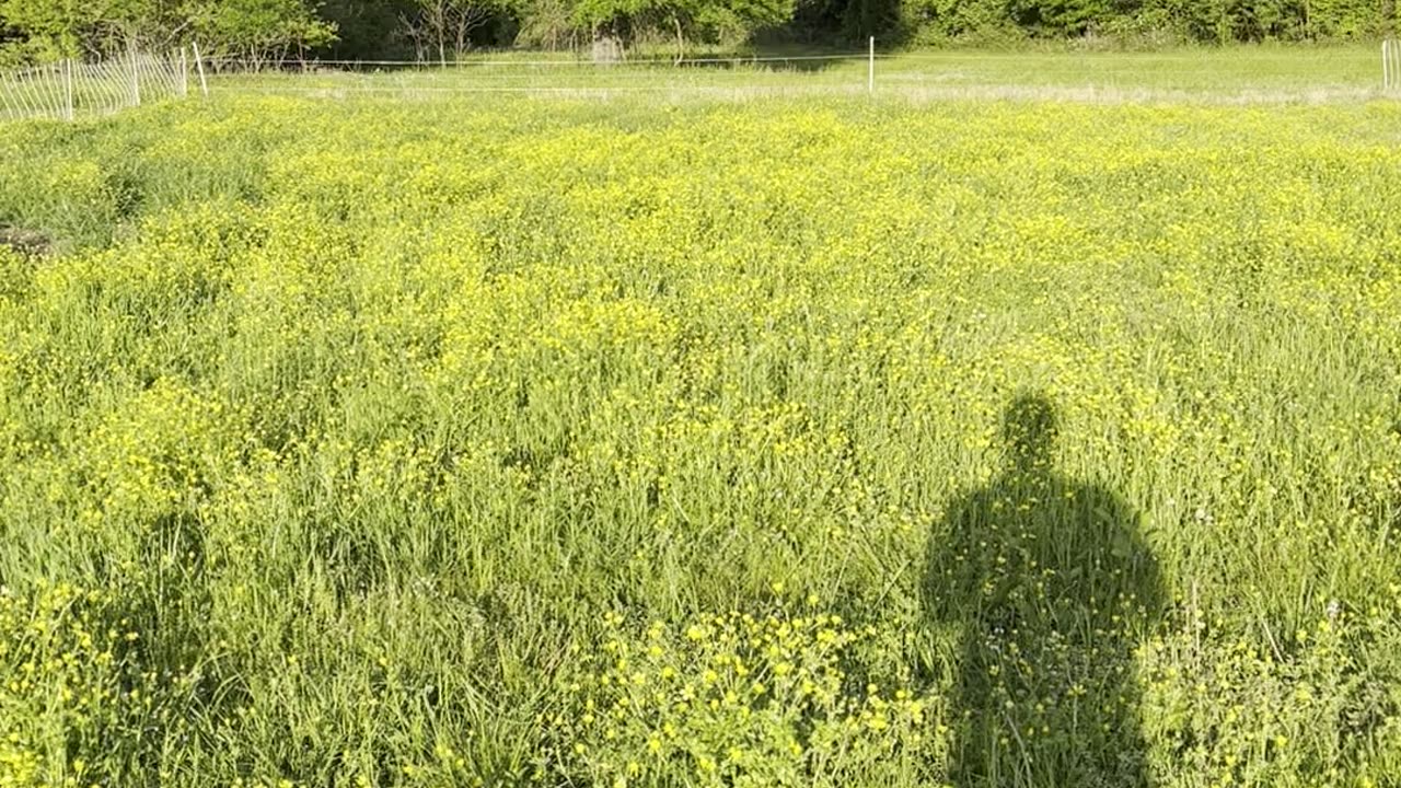 Using Sheep to Manage Yellow Buttercup “Weeds”