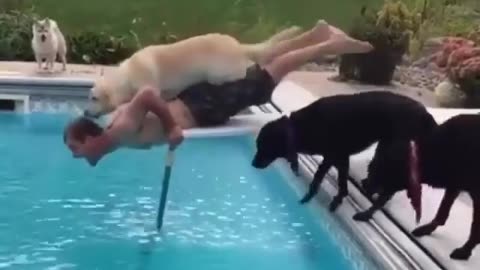 Dogs Just wanted to Swim!
