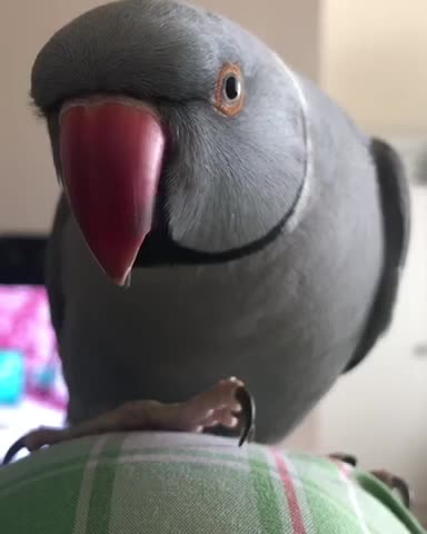 Thoughtful parrot wants to know if you are okay