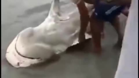 Shark walking on beach