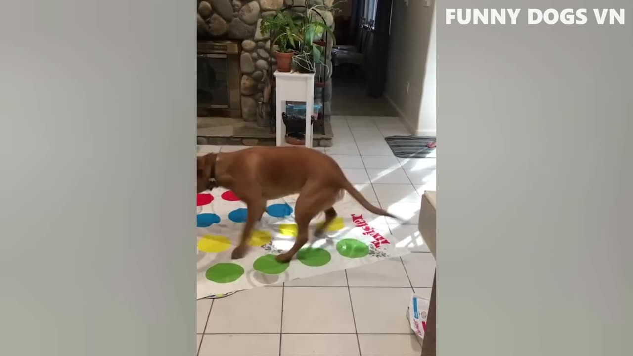 Best Funniest Animals 2023 😍 Funniest Dogs And Cats Videos 🐱🐶
