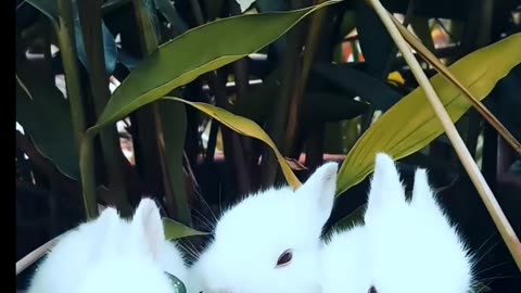 Cute bunnies eating leaves