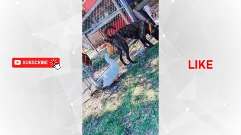 Funniest Dogs And Cats Videos