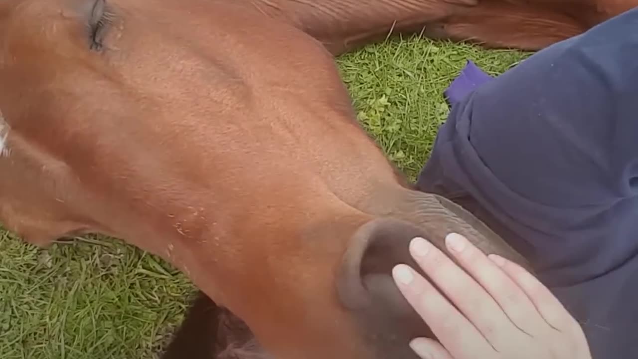 Horse And Her Mom Saved Each Other's Lives | The Dodo Soulmates