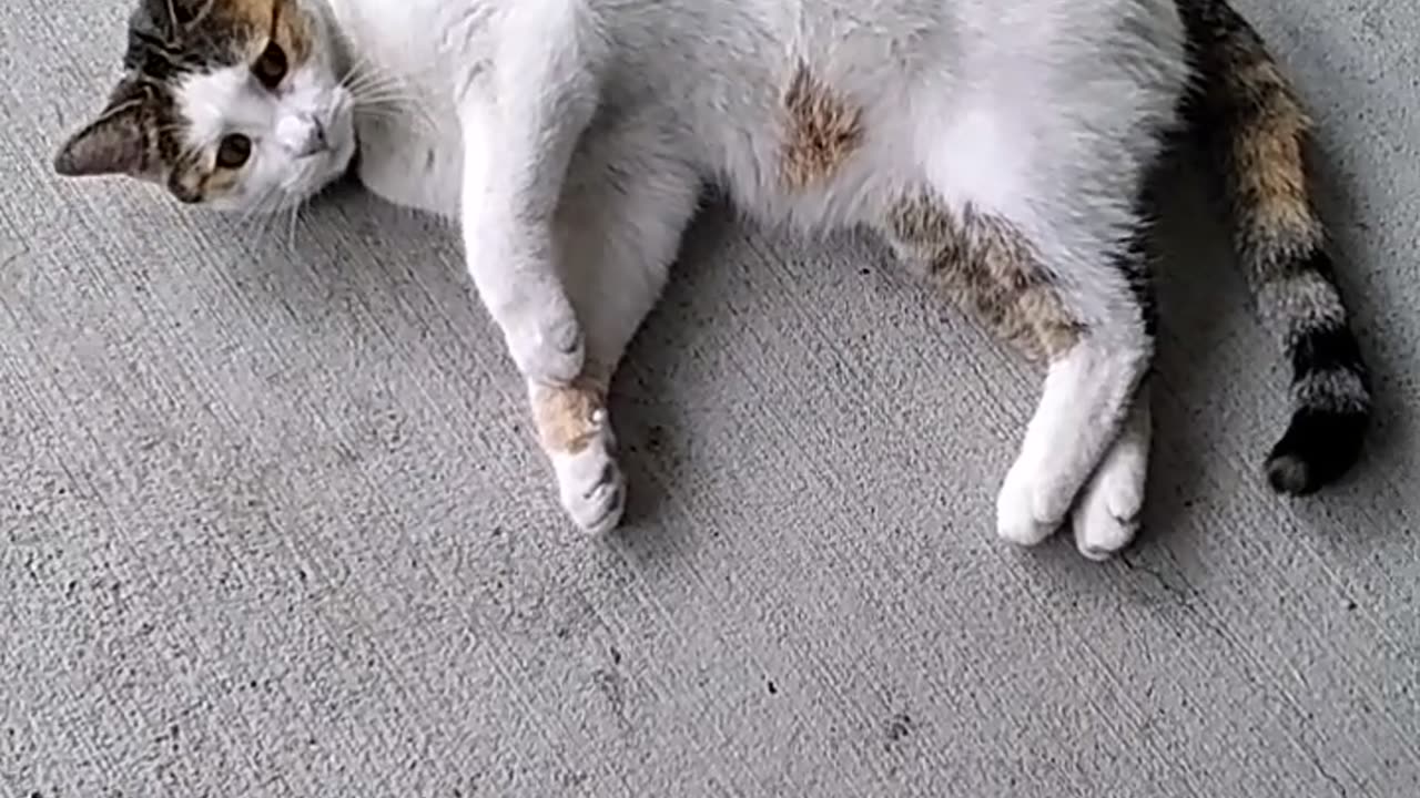 Feline grooming