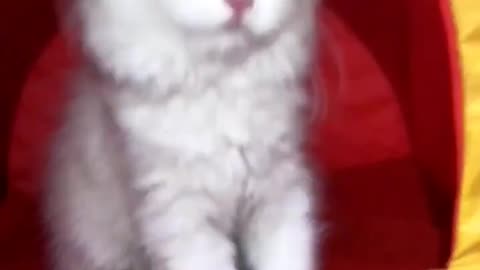 Cute kitten