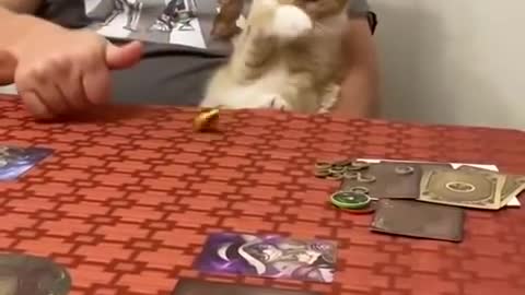 Cat Sits in Owner's Lap and Reacts Weirdly Every Time he Spins Coin on Table