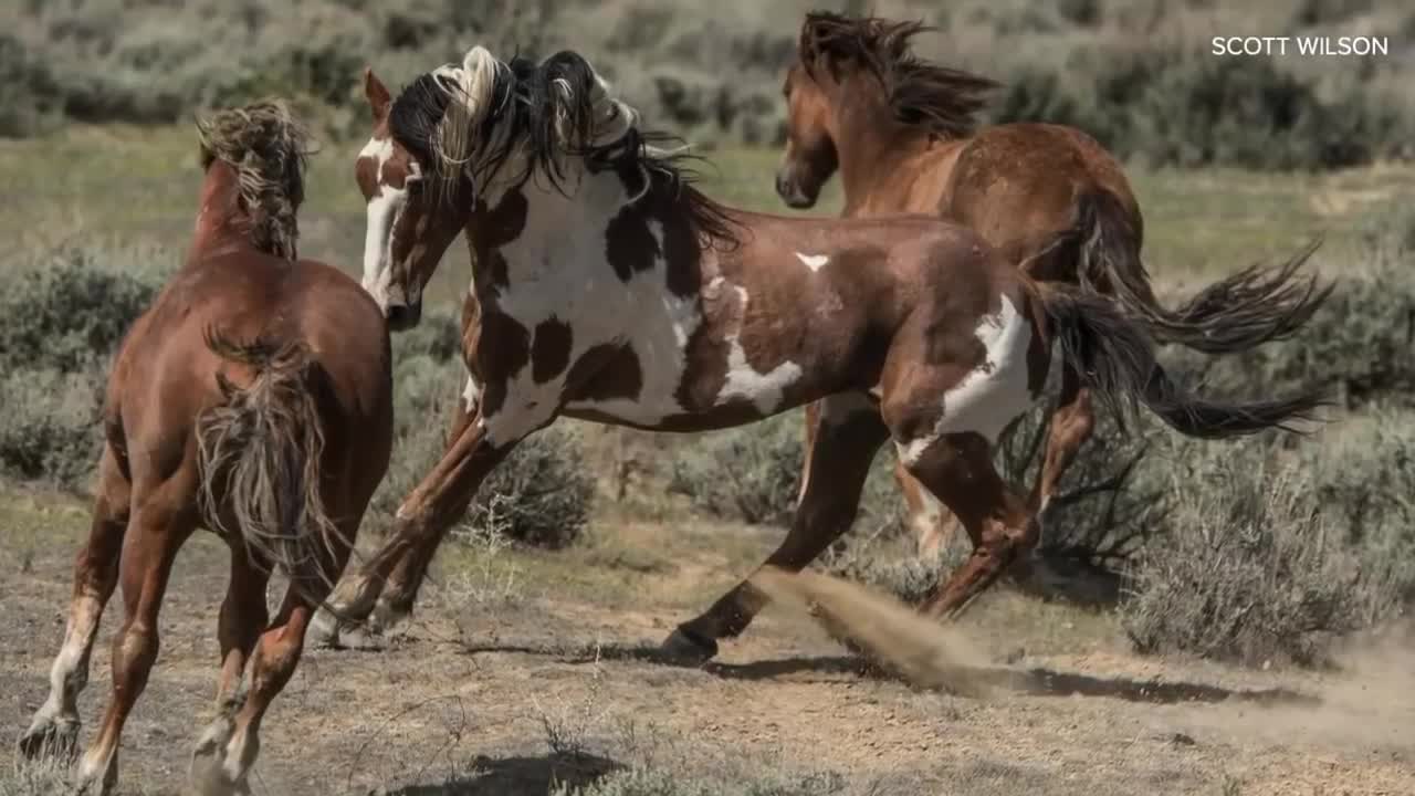 The life and legend of America's most famous wild horse