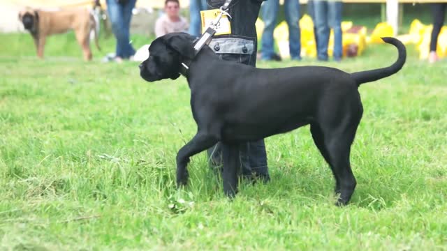 Basic Dog Training – TOP 10 Essential Commands Every Dog Should Know!