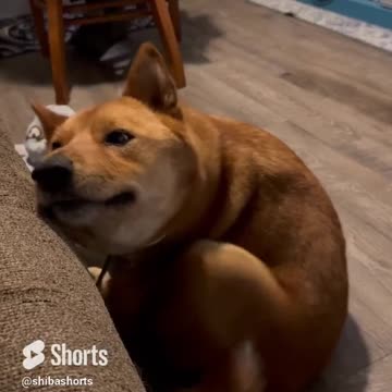 Sometimes You Just Need a Really Good Scratching