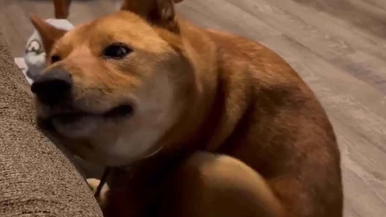 Sometimes You Just Need a Really Good Scratching
