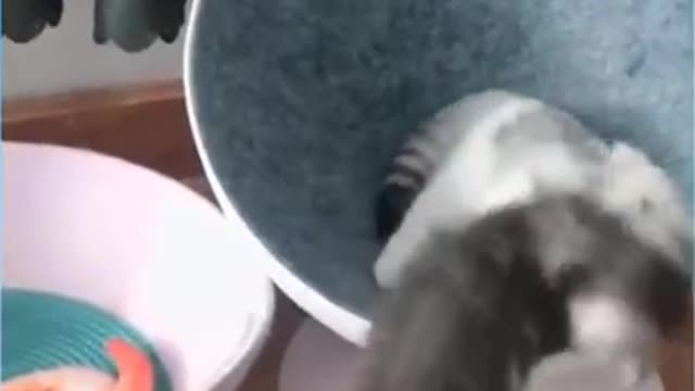 funny cats 🤣🤣 | CATS LEO | #short