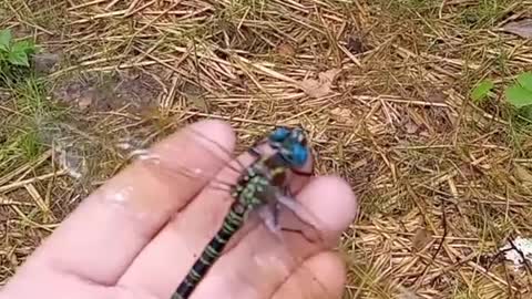 nice dragon fly