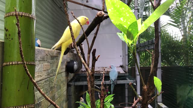 Beautiful yellow brid