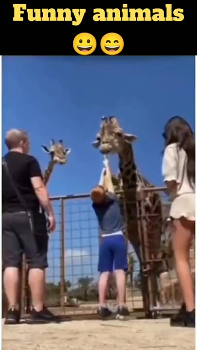Funny animals comedy videos shorts