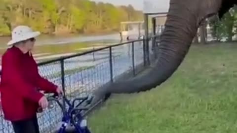 Best funny animal video of the year