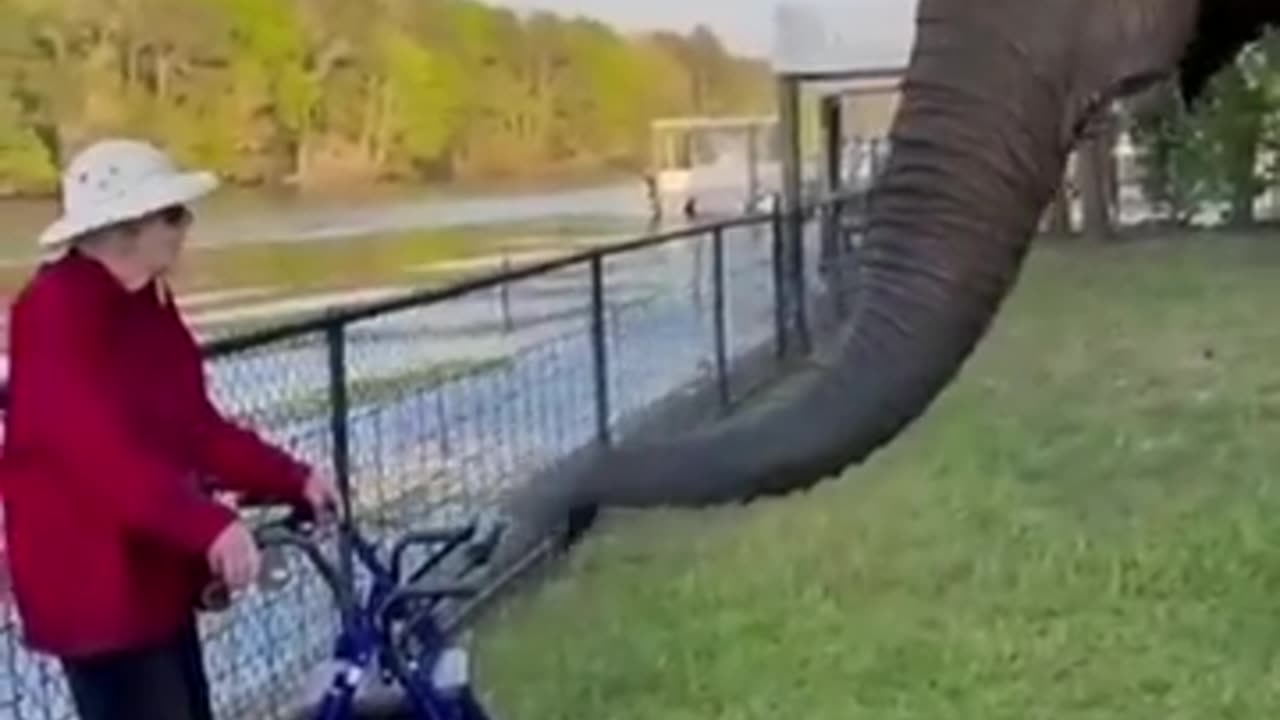 Best funny animal video of the year
