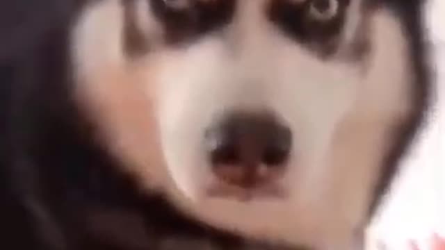 Funny Husky Gets Mad At Owner For Playing Too Much! 😂