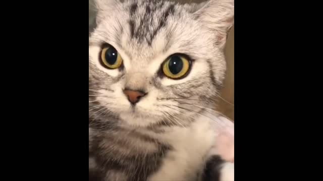 Funny Compilation Cat Memes Video - Try not to laugh (easy) #2