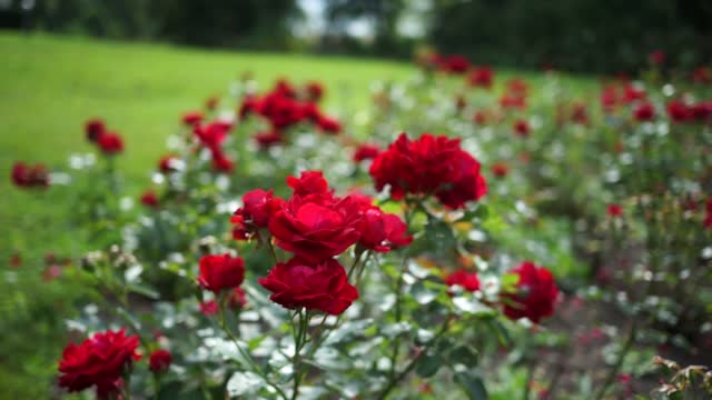 Red roses shining in sunrays