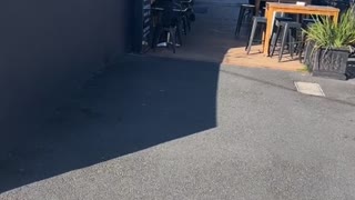 Good Dog Sits at Table