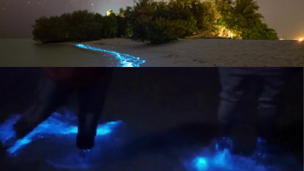 Welcome to the magical world of bioluminescent waves