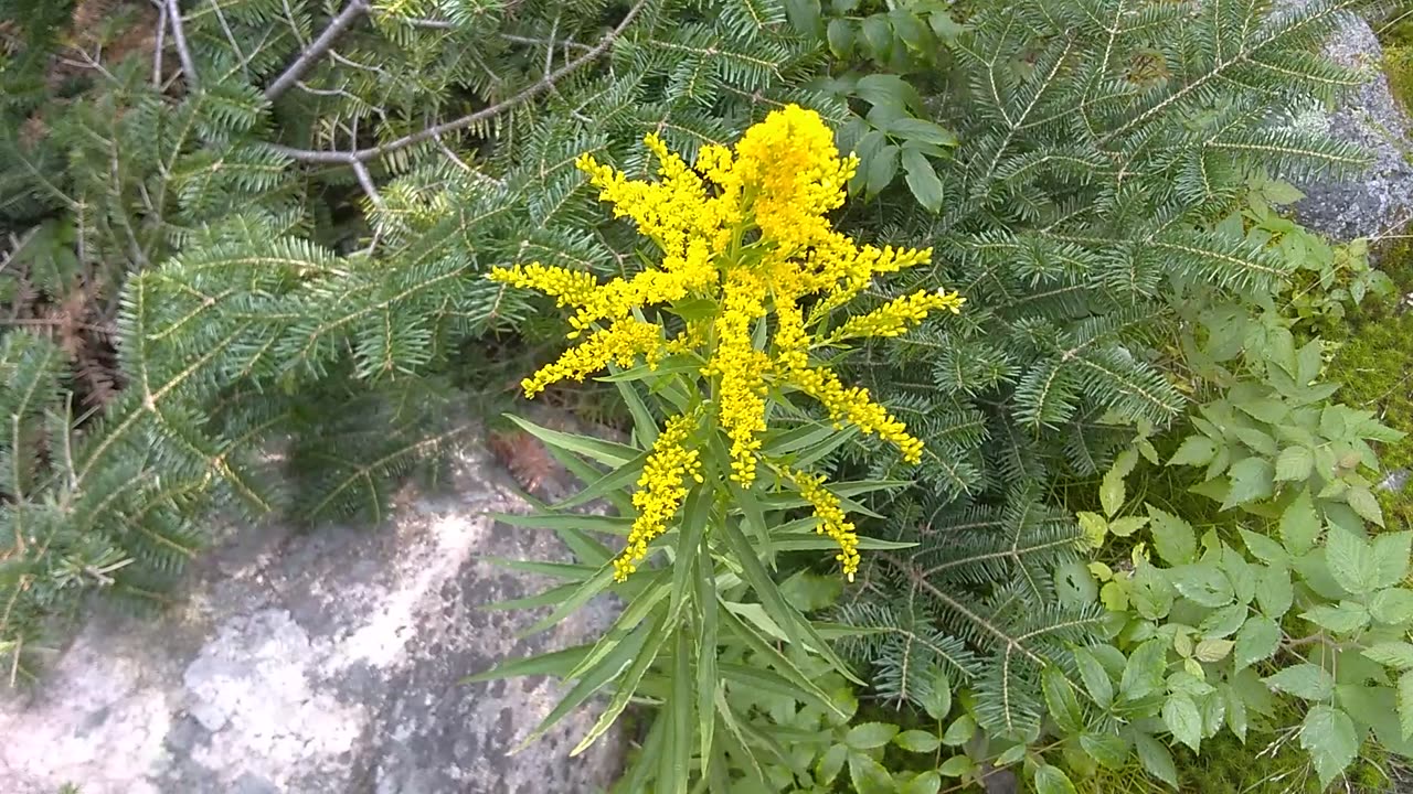 Goldenrod