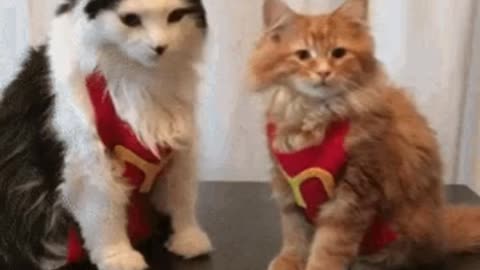 Cute McDonalds Cat Gif! 🥰💗🐈