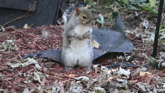 A Squirrel Searching Food On The Ground