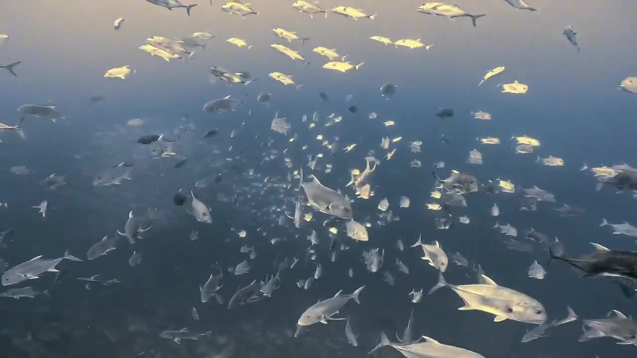 Beautiful diving