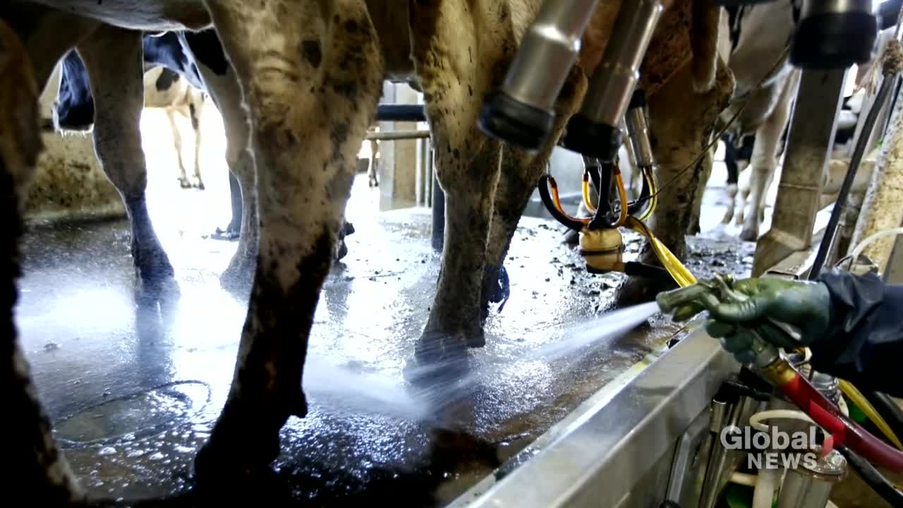 New Zealand taxes farmers for methane released by sheep and cows