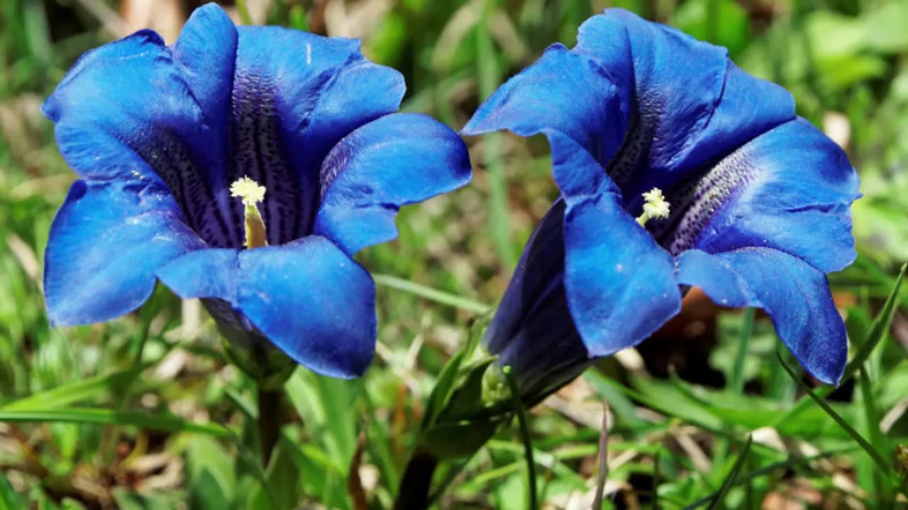 Blau blüht der Enzian