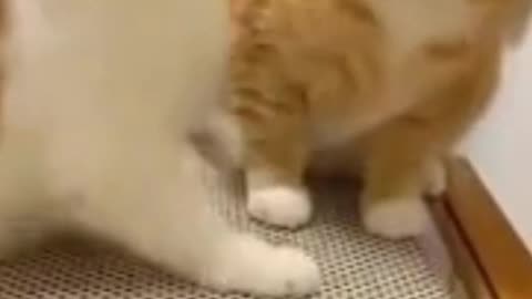 funny cat moments