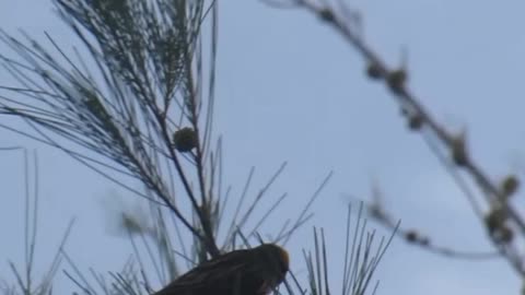 bird zoom