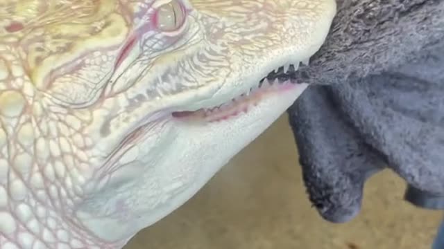 When your albino alligator decides tug-of-war sounds like a great idea 😂