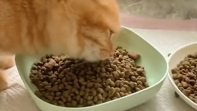 Funniest & cuteset Cats pets animals life funny pets part 2