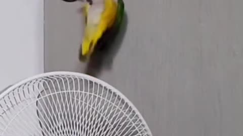 Funny Animals