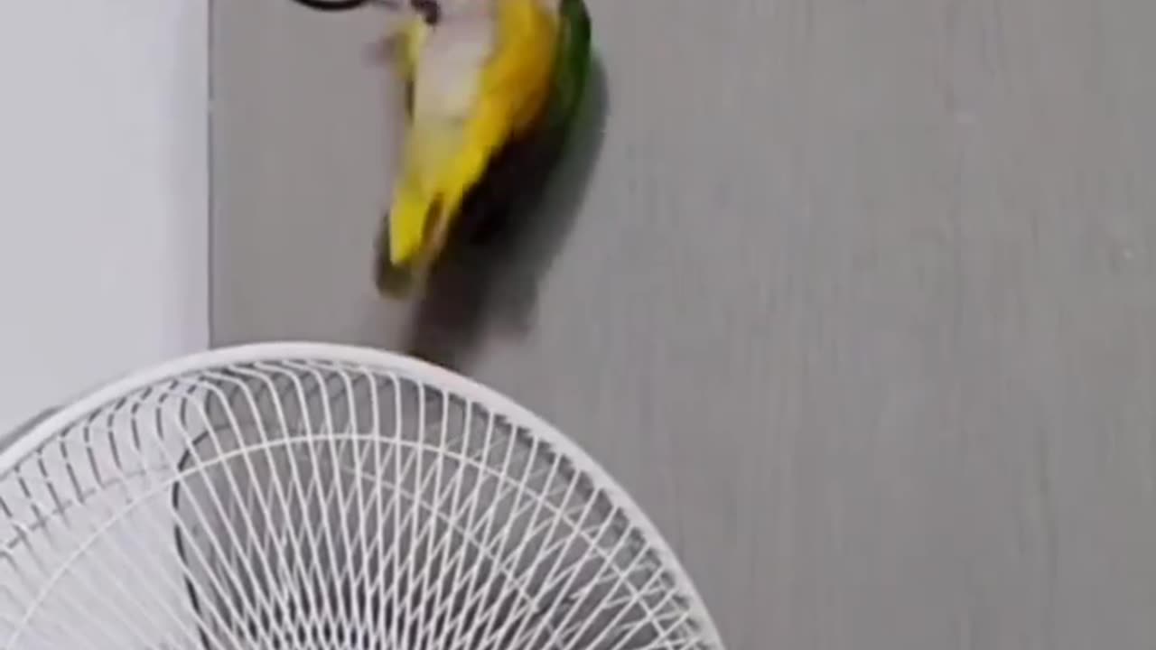 Funny Animals