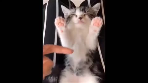 ULTIMATE|| Animal Compilation || Funny Fails || viral || comedy