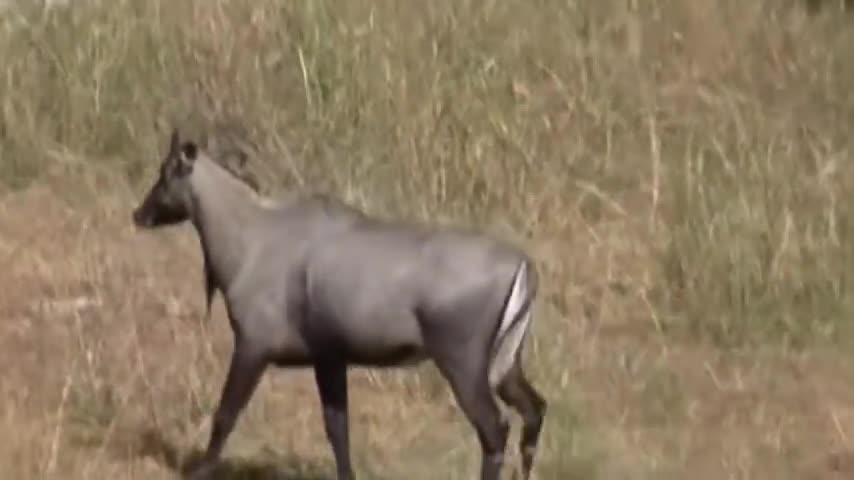 Nilgai (Blue Cow)animal found only in India