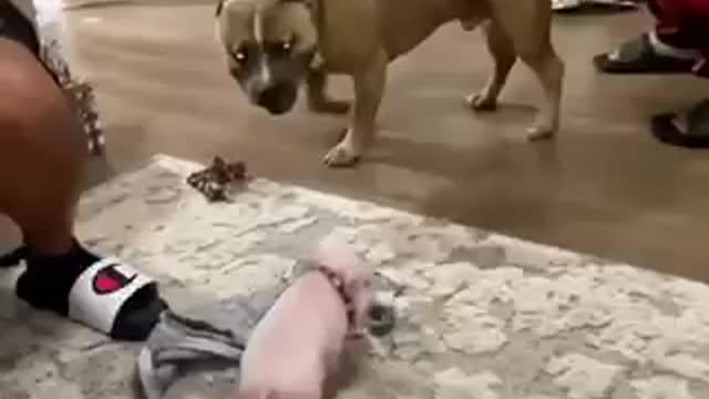 PIG vs DOG Battle