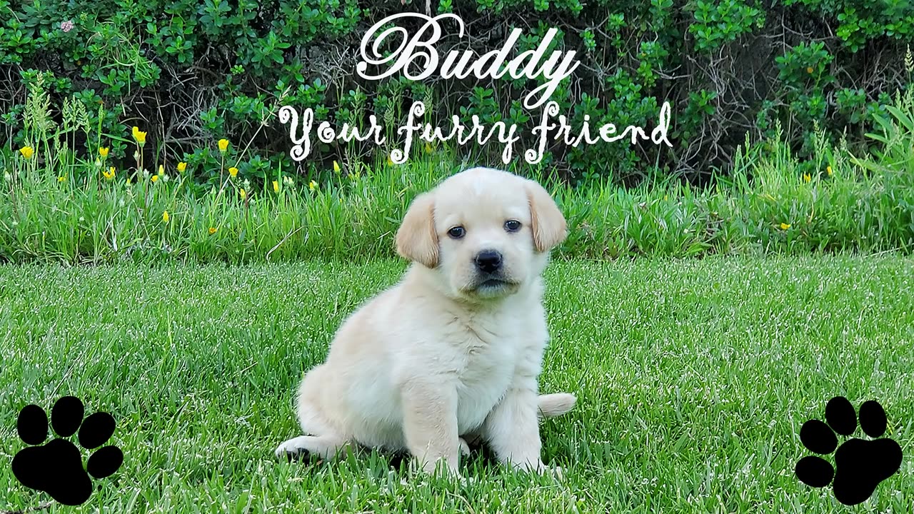 Puppy/Dog Training Basic Rules