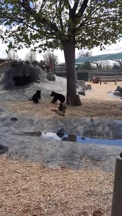 bear cubs