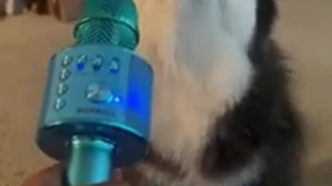 My Husky Singing | FUNNY DOG VIDEOS #husky #dogshorts #dogsinging #huskylife