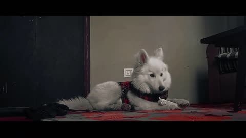 My Bruno - Husky(Dog) - cinematography / Rupesh Kafle