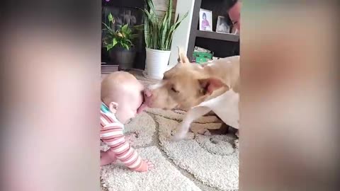 Cutest Babies Play With Dogs And Cats Compilation -- Cool Peachy #cat #cute #kitten #dog